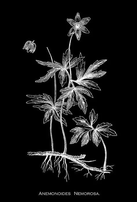 Framed Print : Old engraved illustration of Botany, wood anemone, windflower, European thimbleweed or smell fox (Anemonoides nemorosa) an early-spring flowering plant in the buttercup family Ranunculaceae Framed Print : Old engraved illustration of Botany, wood anemone, windflower, European thimbleweed or smell fox (Anemonoides nemorosa) an early-spring flowering plant in the buttercup family Ranunculaceae