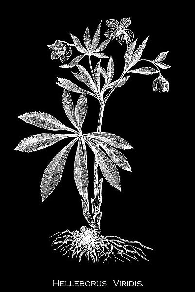 Old engraved illustration of Botany, green hellebore (Helleborus viridis) a species of flowering plant in the buttercup family Ranunculaceae, native to Central and Western Europe, including southern England, all parts of the plant are poisonous