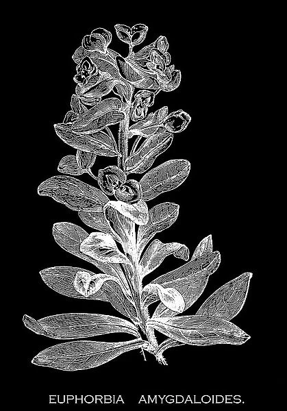 Old engraved illustration of Botany, wood spurge (Euphorbia amygdaloides) a species of flowering plant in the family Euphorbiaceae