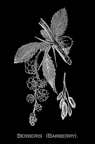 Old engraved illustration of Botany, barberry or berberis