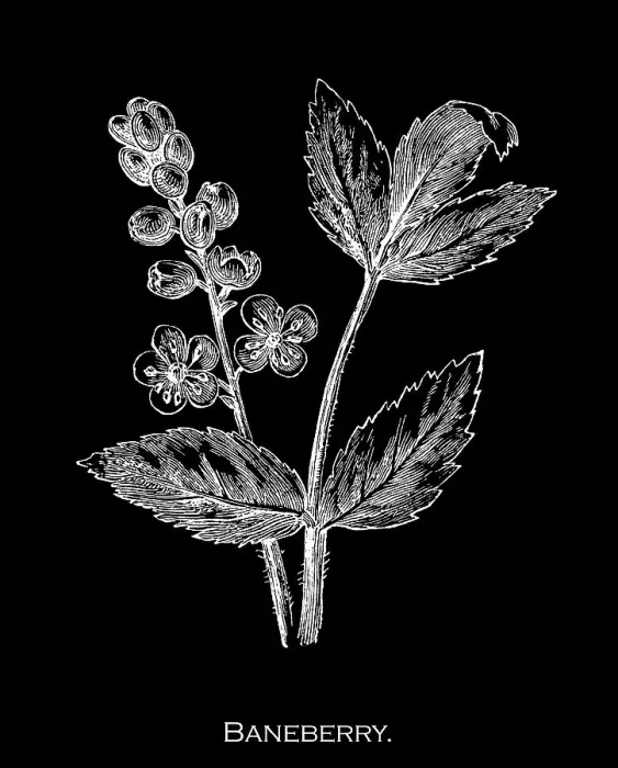 Framed Print : Old engraved illustration of Botany, baneberry, bugbane and cohosh (Actaea) a genus of flowering plants of the family Ranunculaceae Framed Print : Old engraved illustration of Botany, baneberry, bugbane and cohosh (Actaea) a genus of flowering plants of the family Ranunculaceae