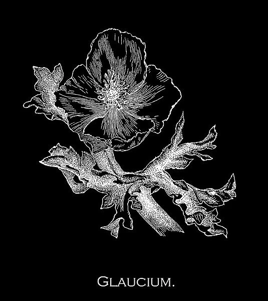Old engraved illustration of Botany, the blackspot hornpoppy or red horned-poppy (Glaucium corniculatum)