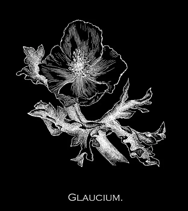 Framed Print : Old engraved illustration of Botany, the blackspot hornpoppy or red horned-poppy (Glaucium corniculatum) Framed Print : Old engraved illustration of Botany, the blackspot hornpoppy or red horned-poppy (Glaucium corniculatum)