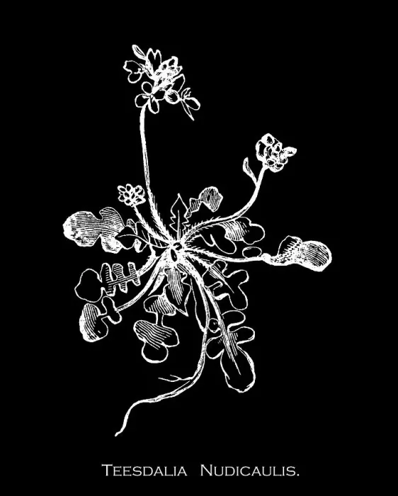 Framed Print : Old engraved illustration of Botany, shepherd's cress (Teesdalia nudicaulis) a small asymmetrical flowers with the outer white petals larger than the inner, and compressed spoon-shaped fruits Framed Print : Old engraved illustration of Botany, shepherd's cress (Teesdalia nudicaulis) a small asymmetrical flowers with the outer white petals larger than the inner, and compressed spoon-shaped fruits