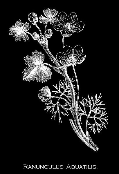 Old engraved illustration of Botany, the common water-crowfoot or white water-crowfoot (Ranunculus aquatilis) a plant species of the genus Ranunculus, native throughout most of Europe, western North America, and northwest Africa