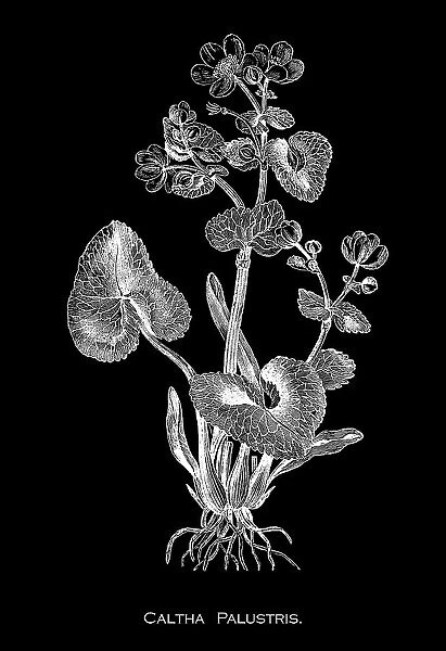 Old engraved illustration of Botany, marsh-marigold or kingcup (Caltha palustris) a small to medium size perennial herbaceous plant of the buttercup family, native to marshes, fens