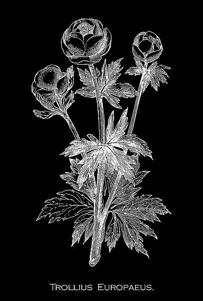 Old engraved illustration of Botany, globeflower (Trollius europaeus) - a perennial flowering plant of the family Ranunculaceae