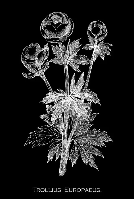 Framed Print : Old engraved illustration of Botany, globeflower (Trollius europaeus) - a perennial flowering plant of the family Ranunculaceae