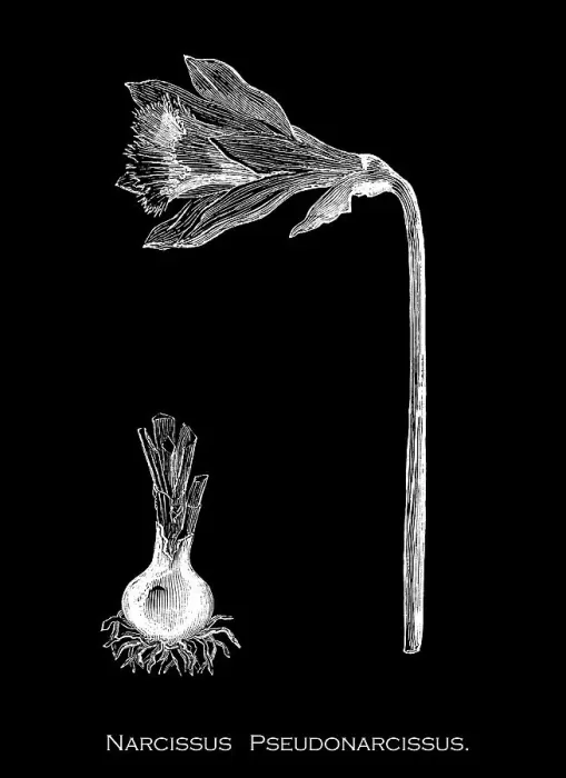 Framed Print : Old engraved illustration of Botany, Wild daffodil or Lent lily (Narcissus pseudonarcissus) a perennial flowering plant Framed Print : Old engraved illustration of Botany, Wild daffodil or Lent lily (Narcissus pseudonarcissus) a perennial flowering plant
