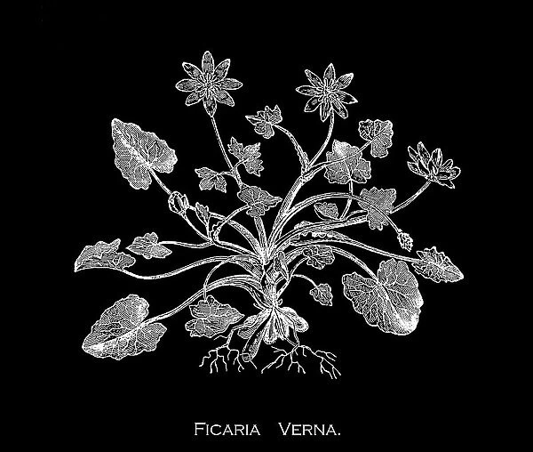 Old engraved illustration of Botany, lesser celandine or pilewort (Ficaria verna or Ranunculus ficaria L.) a low-growing, hairless perennial flowering plant in the buttercup family Ranunculaceae