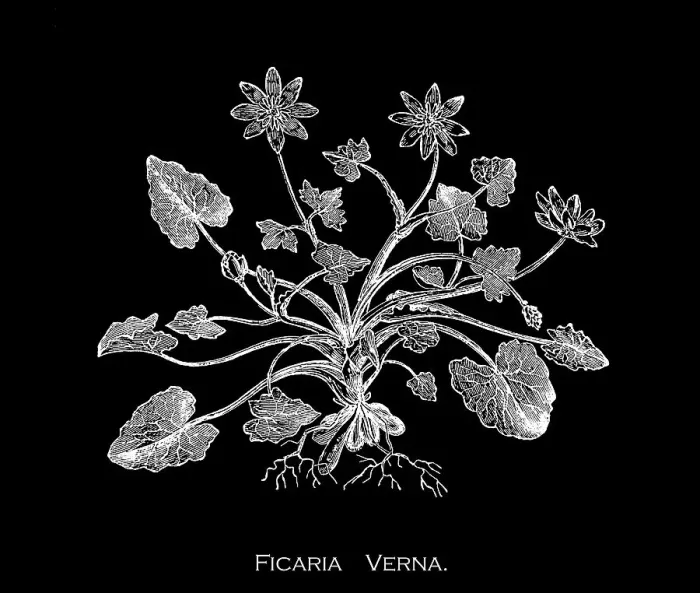 Framed Print : Old engraved illustration of Botany, lesser celandine or pilewort (Ficaria verna or Ranunculus ficaria L.) a low-growing, hairless perennial flowering plant in the buttercup family Ranunculaceae Framed Print : Old engraved illustration of Botany, lesser celandine or pilewort (Ficaria verna or Ranunculus ficaria L.) a low-growing, hairless perennial flowering plant in the buttercup family Ranunculaceae