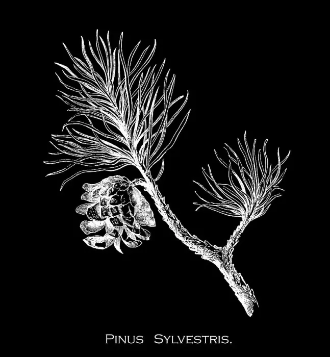 Framed Print : Old engraved illustration of Botany, the Scots pine, Scotch pine or Baltic pine (Pinus sylvestris) Framed Print : Old engraved illustration of Botany, the Scots pine, Scotch pine or Baltic pine (Pinus sylvestris)
