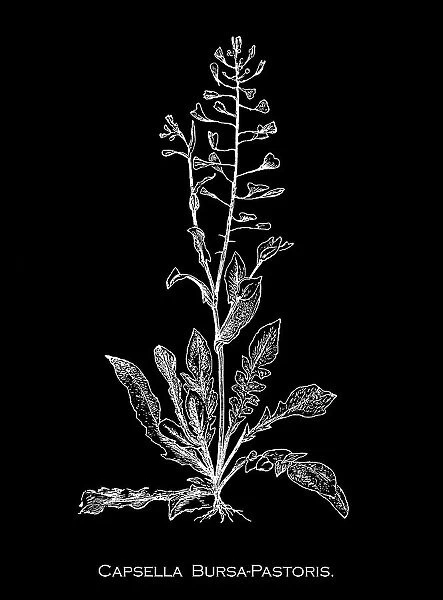 Old engraved illustration of Botany, shepherd's purse (Capsella bursa-pastoris) triangular flat fruits, which are purse-like, is a small annual and ruderal flowering plant in the mustard family (Brassicaceae)