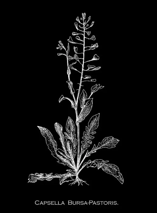 Framed Print : Old engraved illustration of Botany, shepherd's purse (Capsella bursa-pastoris) triangular flat fruits, which are purse-like, is a small annual and ruderal flowering plant in the mustard family (Brassicaceae) Framed Print : Old engraved illustration of Botany, shepherd's purse (Capsella bursa-pastoris) triangular flat fruits, which are purse-like, is a small annual and ruderal flowering plant in the mustard family (Brassicaceae)