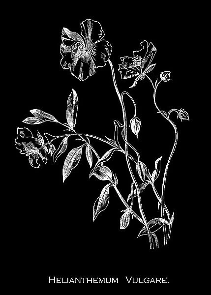 Old engraved illustration of Botany, rock-rose (Helianthemum nummularium) a species of rock-rose (Cistaceae), native to most of Europe