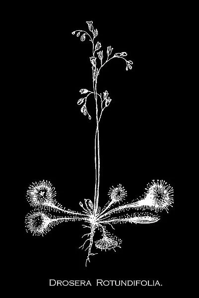 Old engraved illustration of Botany, the round-leaved sundew, roundleaf sundew, or common sundew (Drosera rotundifolia) a carnivorous species of flowering plant that grows in bogs, marshes and fens