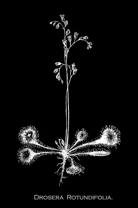 Framed Print : Old engraved illustration of Botany, the round-leaved sundew, roundleaf sundew, or common sundew (Drosera rotundifolia) a carnivorous species of flowering plant that grows in bogs, marshes and fens Framed Print : Old engraved illustration of Botany, the round-leaved sundew, roundleaf sundew, or common sundew (Drosera rotundifolia) a carnivorous species of flowering plant that grows in bogs, marshes and fens