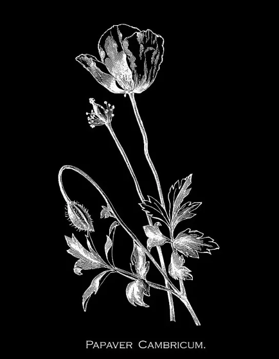Framed Print : Old engraved illustration of Botany, Welsh poppy (Papaver cambricum or Meconopsis cambrica) a perennial flowering plant in the poppy family Papaveraceae Framed Print : Old engraved illustration of Botany, Welsh poppy (Papaver cambricum or Meconopsis cambrica) a perennial flowering plant in the poppy family Papaveraceae