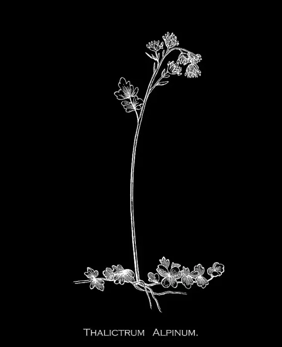 Framed Print : Old engraved illustration of Botany, alpine meadow-rue or arctic meadow-rue (Thalictrum alpinum) a species of flowering plant in the buttercup family Framed Print : Old engraved illustration of Botany, alpine meadow-rue or arctic meadow-rue (Thalictrum alpinum) a species of flowering plant in the buttercup family
