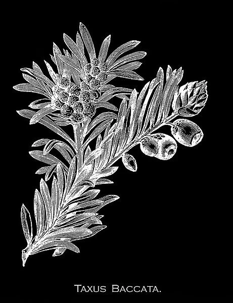 Old engraved illustration of Botany, English Yew (Taxus baccata)