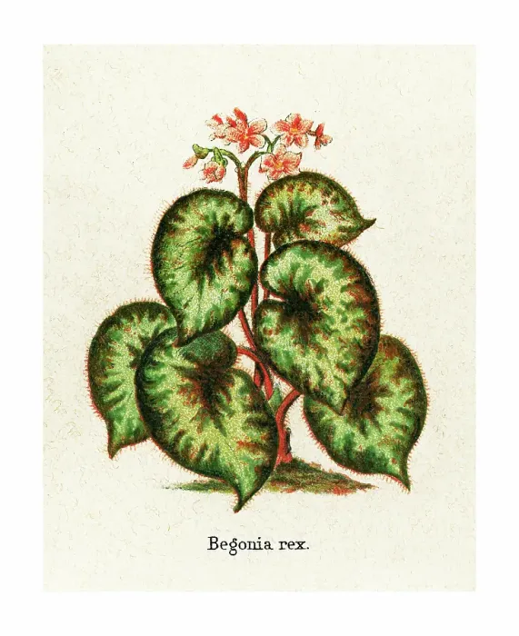 Framed Print : Old engraved illustration of Botany, Rex begonias (Begonia rex) Framed Print : Old engraved illustration of Botany, Rex begonias (Begonia rex)