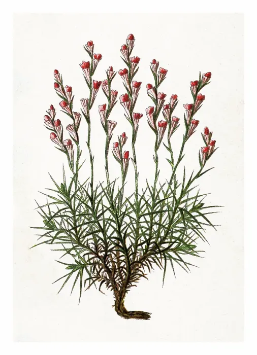 Framed Print : Old engraved illustration of Botany, Plants of the steppe - Acantholimon acerosum (Plumbaginaceae family) Framed Print : Old engraved illustration of Botany, Plants of the steppe - Acantholimon acerosum (Plumbaginaceae family)