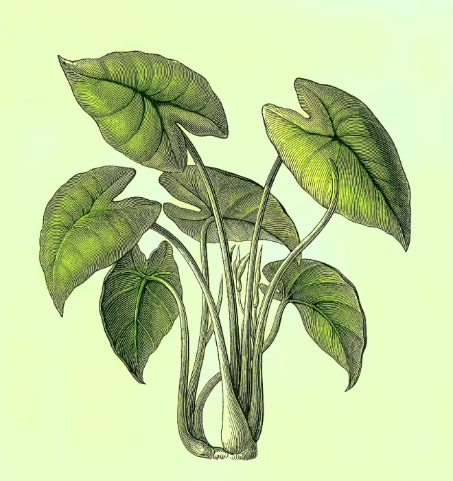 Framed Print : Old engraved illustration of Botany, Taro, kalo or godere (Colocasia esculenta) Framed Print : Old engraved illustration of Botany, Taro, kalo or godere (Colocasia esculenta)