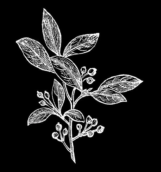 Old engraved illustration of Botany, Aronia, a genus of deciduous shrubs, the chokeberries (family Rosaceae)