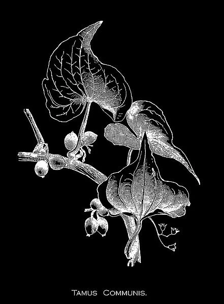 Old engraved illustration of Botany, black bryony, lady's-seal or black bindweed (Dioscorea communis or Tamus communis) a species of flowering plant in the yam family Dioscoreaceae