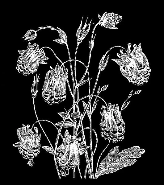 Old engraved illustration of Botany - columbine, Mexican columbine or Skinner's columbine (Aquilegia skinneri)