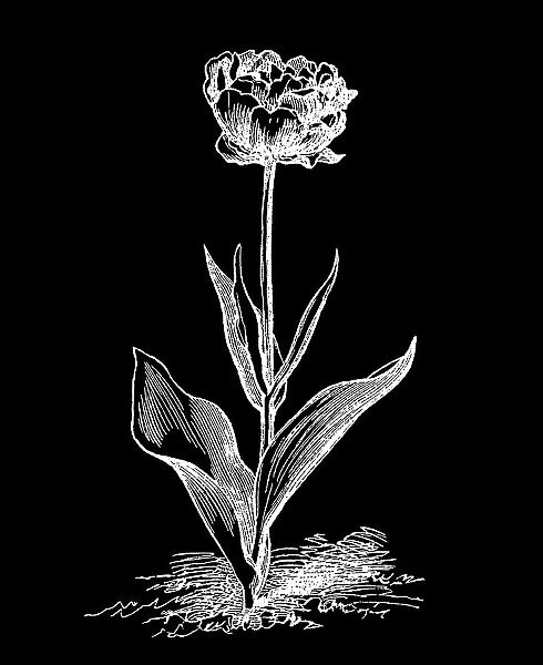 Old engraved illustration of Botany - double garden tulip