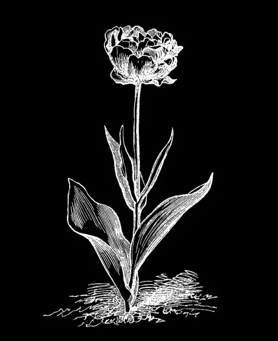 Framed Print : Old engraved illustration of Botany - double garden tulip Framed Print : Old engraved illustration of Botany - double garden tulip