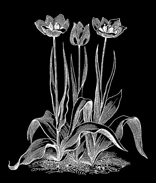 Old engraved illustration of Botany - early garden tulip