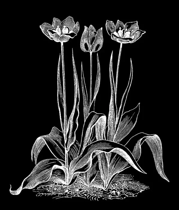 Framed Print : Old engraved illustration of Botany - early garden tulip Framed Print : Old engraved illustration of Botany - early garden tulip