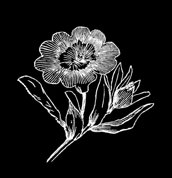 Framed Print : Old engraved illustration of Botany, Field bindweed Framed Print : Old engraved illustration of Botany, Field bindweed