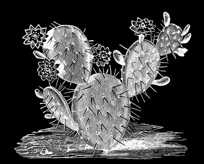Framed Print : Old engraved illustration of Botany - flowery leaf cactus
