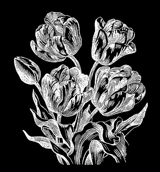 Old engraved illustration of Botany - garden tulip