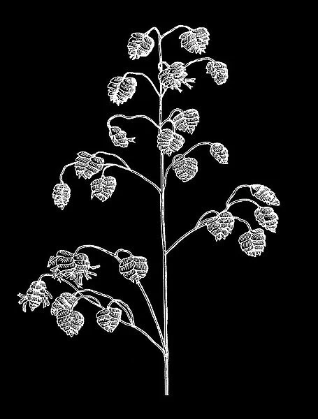 Old engraved illustration of Botany, quaking-grass, common quaking grass, cow-quake (Briza media)