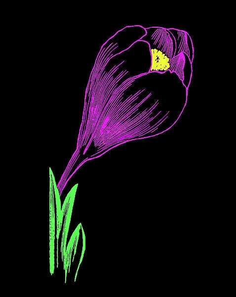Old engraved illustration of Botany, Saffron crocus, Crocus sativus