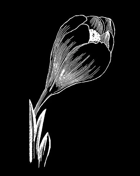 Old engraved illustration of Botany, Saffron crocus, Crocus sativus