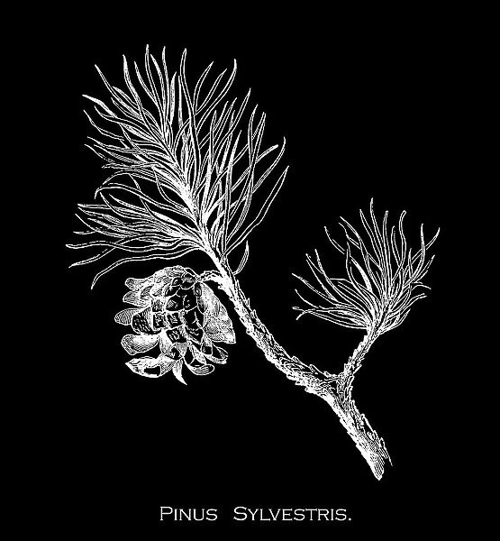 Old engraved illustration of Botany, the Scots pine, Scotch pine or Baltic pine (Pinus sylvestris)