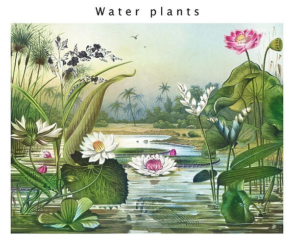 Old engraved illustration of Botany, water plants