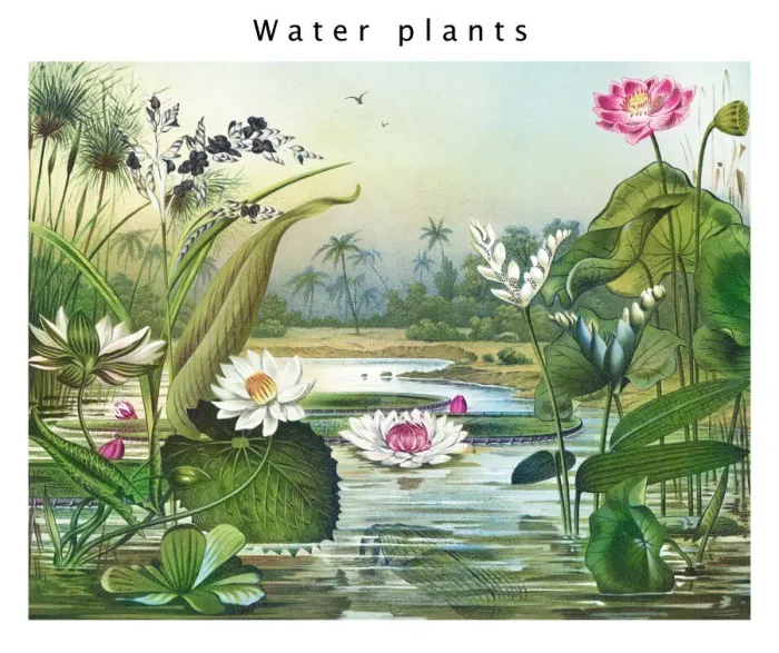 Framed Print : Old engraved illustration of Botany, water plants Framed Print : Old engraved illustration of Botany, water plants