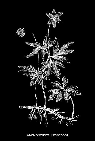 Old engraved illustration of Botany, wood anemone, windflower, European thimbleweed or smell fox (Anemonoides nemorosa) an early-spring flowering plant in the buttercup family Ranunculaceae