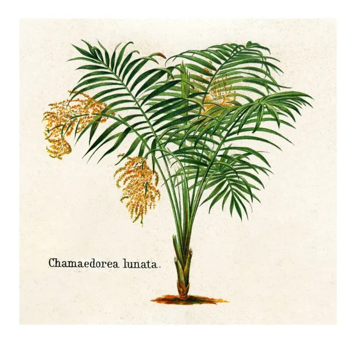 Framed Print : Old engraved illustration of Chamaedorea tepejilote, pacaya palm (Chamaedorea lunata)