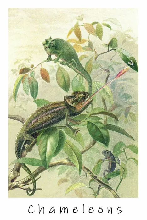Framed Print : Old engraved illustration of Chameleons or chamaeleons, Old World lizards Framed Print : Old engraved illustration of Chameleons or chamaeleons, Old World lizards