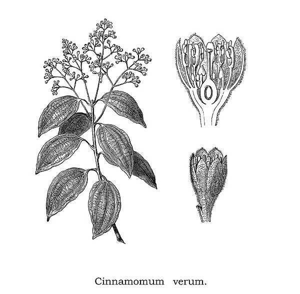 Old engraved illustration of Cinnamon, True cinnamon tree (Cinnamomum verum)
