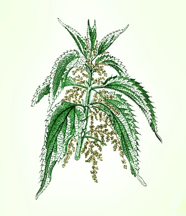 Framed Print : Old engraved illustration of a Common Nettle (Urtica dioica) Framed Print : Old engraved illustration of a Common Nettle (Urtica dioica)