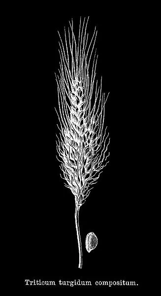 Old engraved illustration of Cone Wheat (Triticum turgidum compositum)