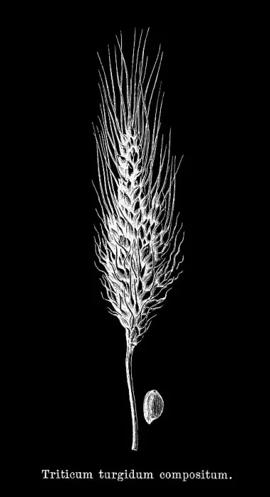 Framed Print : Old engraved illustration of Cone Wheat (Triticum turgidum compositum) Framed Print : Old engraved illustration of Cone Wheat (Triticum turgidum compositum)